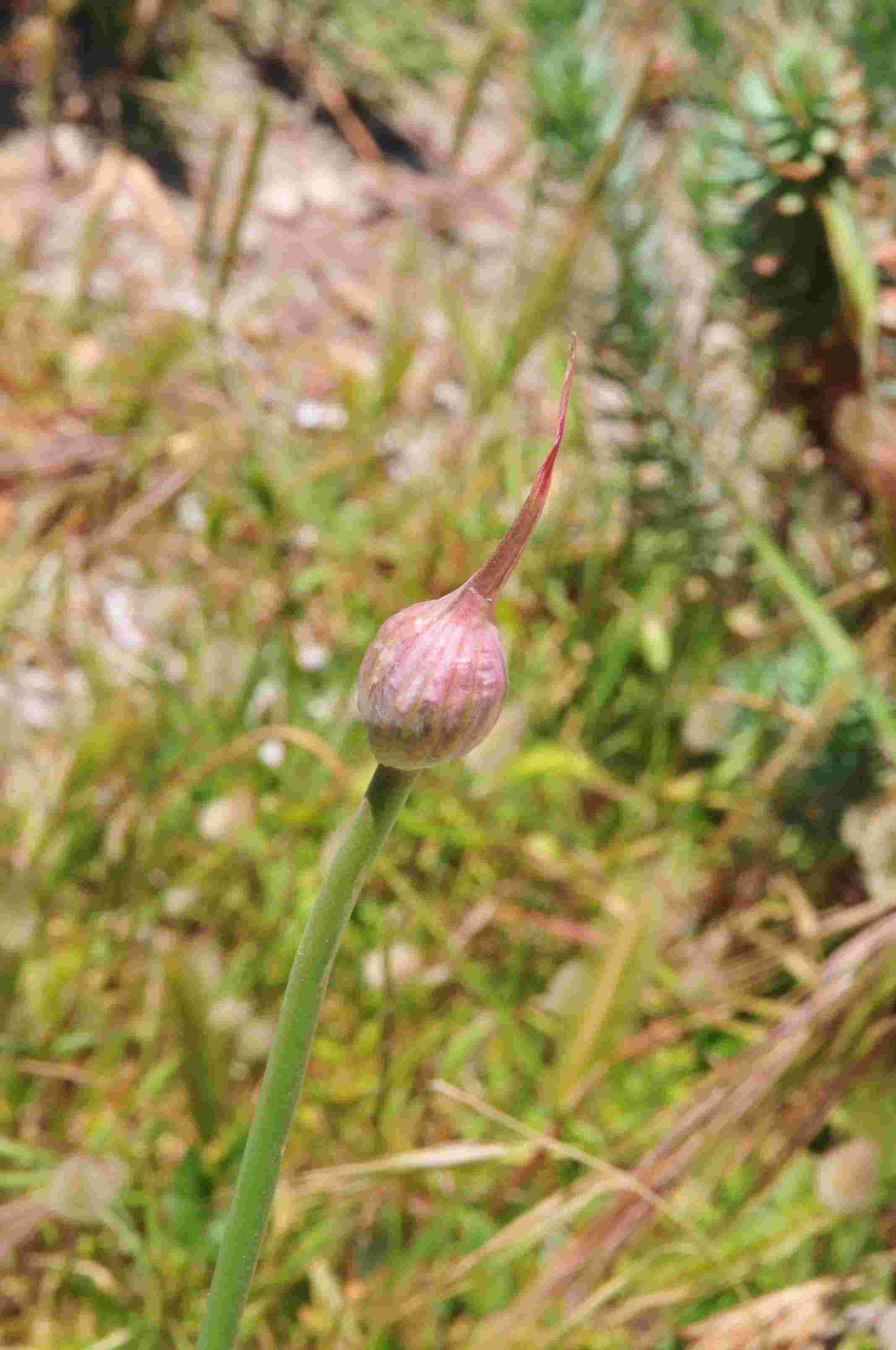 Allium sp
